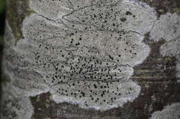 Image of lecidella lichen