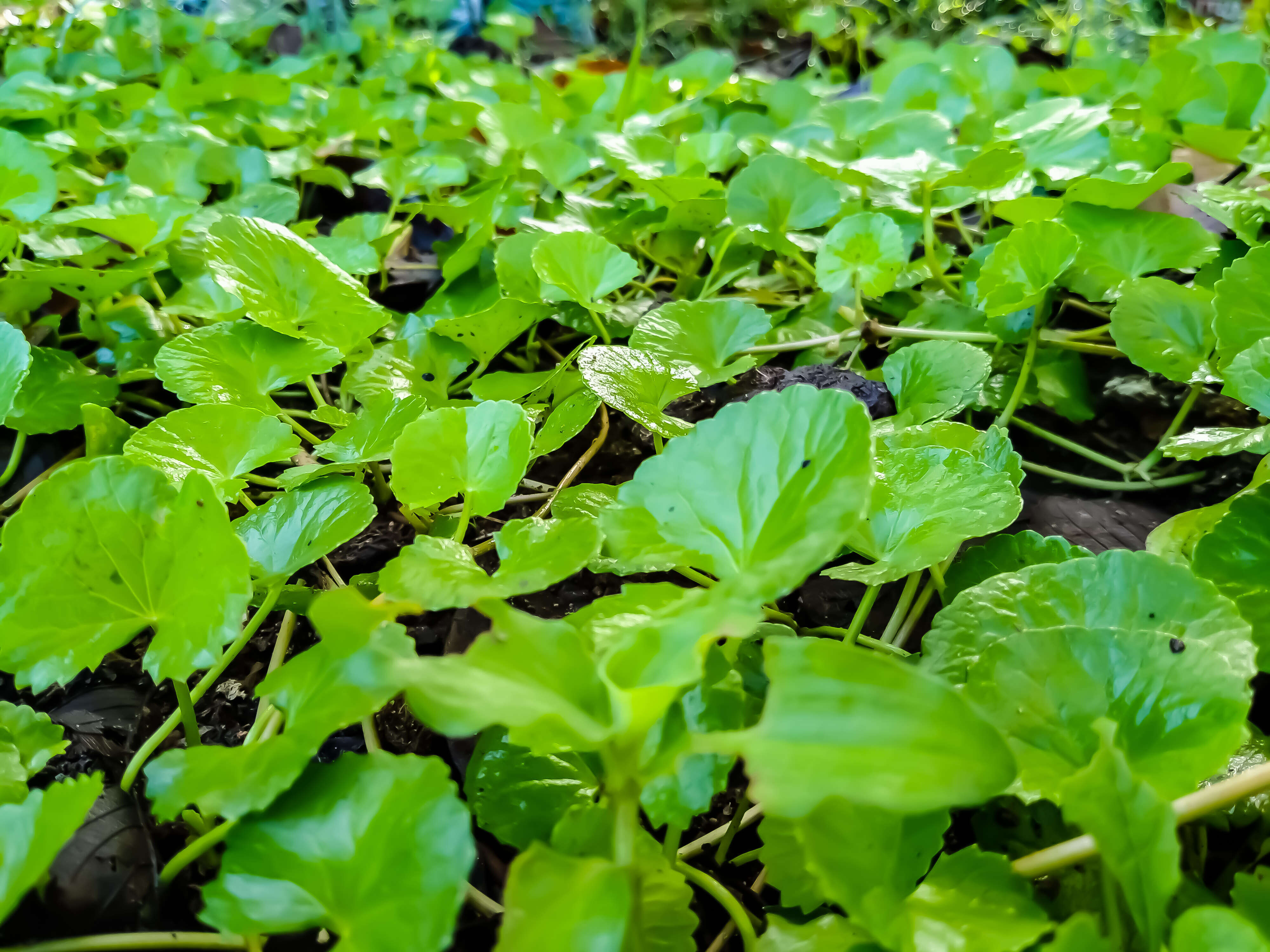 Image of Centella