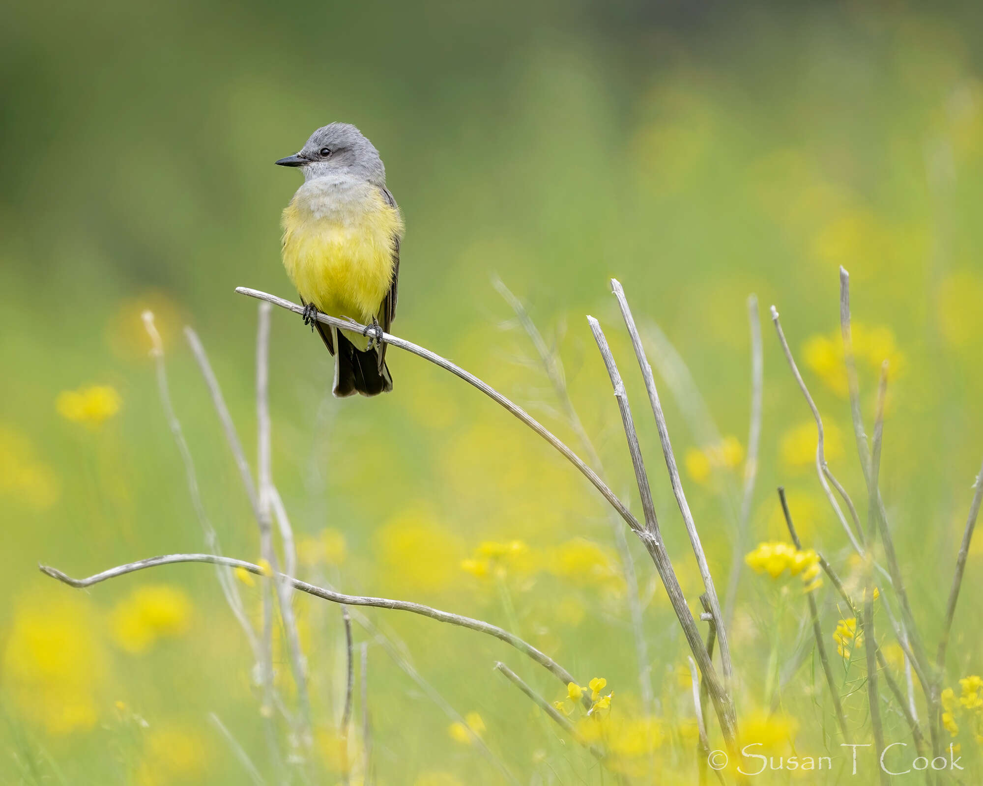 Image of Western Kingbird