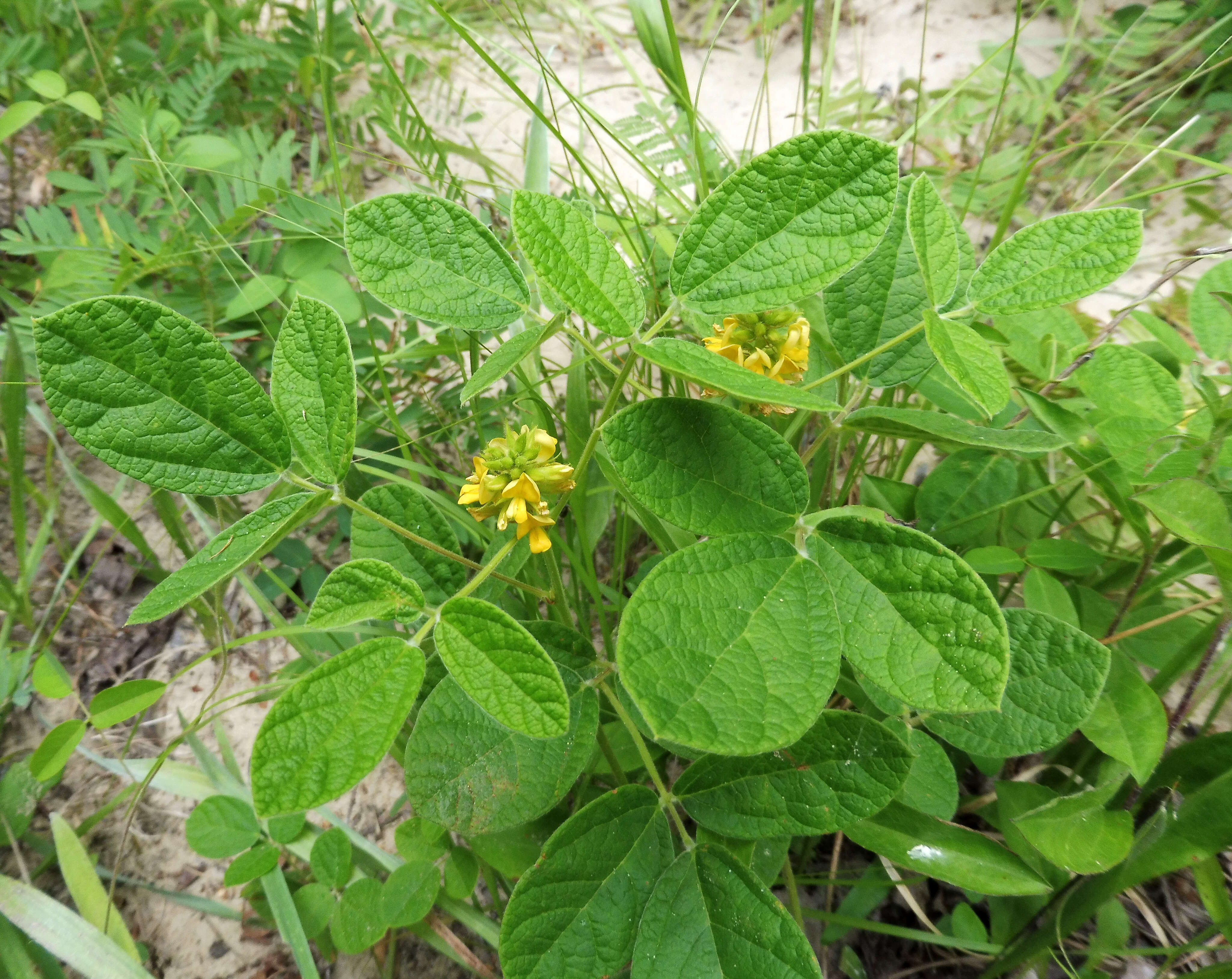 Слика од Rhynchosia tomentosa (L.) Hook. & Arn.