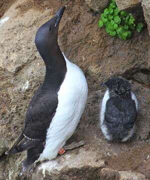 Image of Brünnich's Guillemot