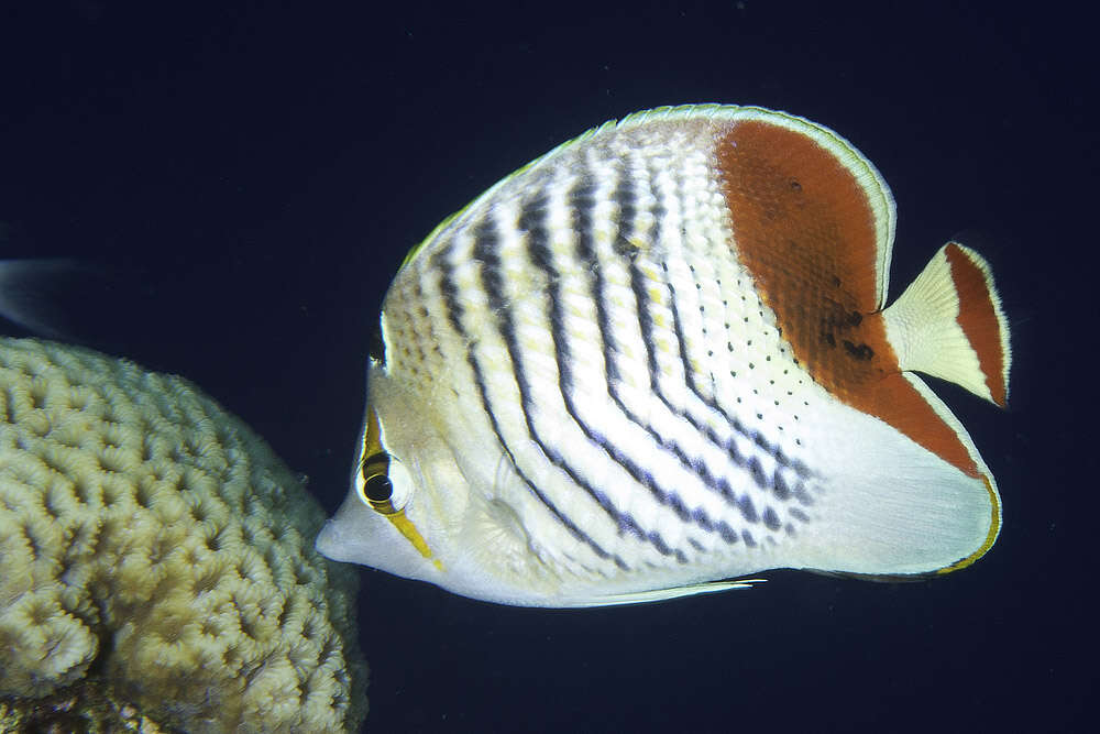 Image of Crown Butterflyfish