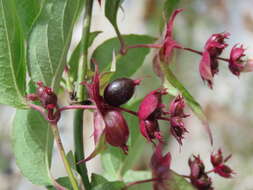 Image de Leycesteria