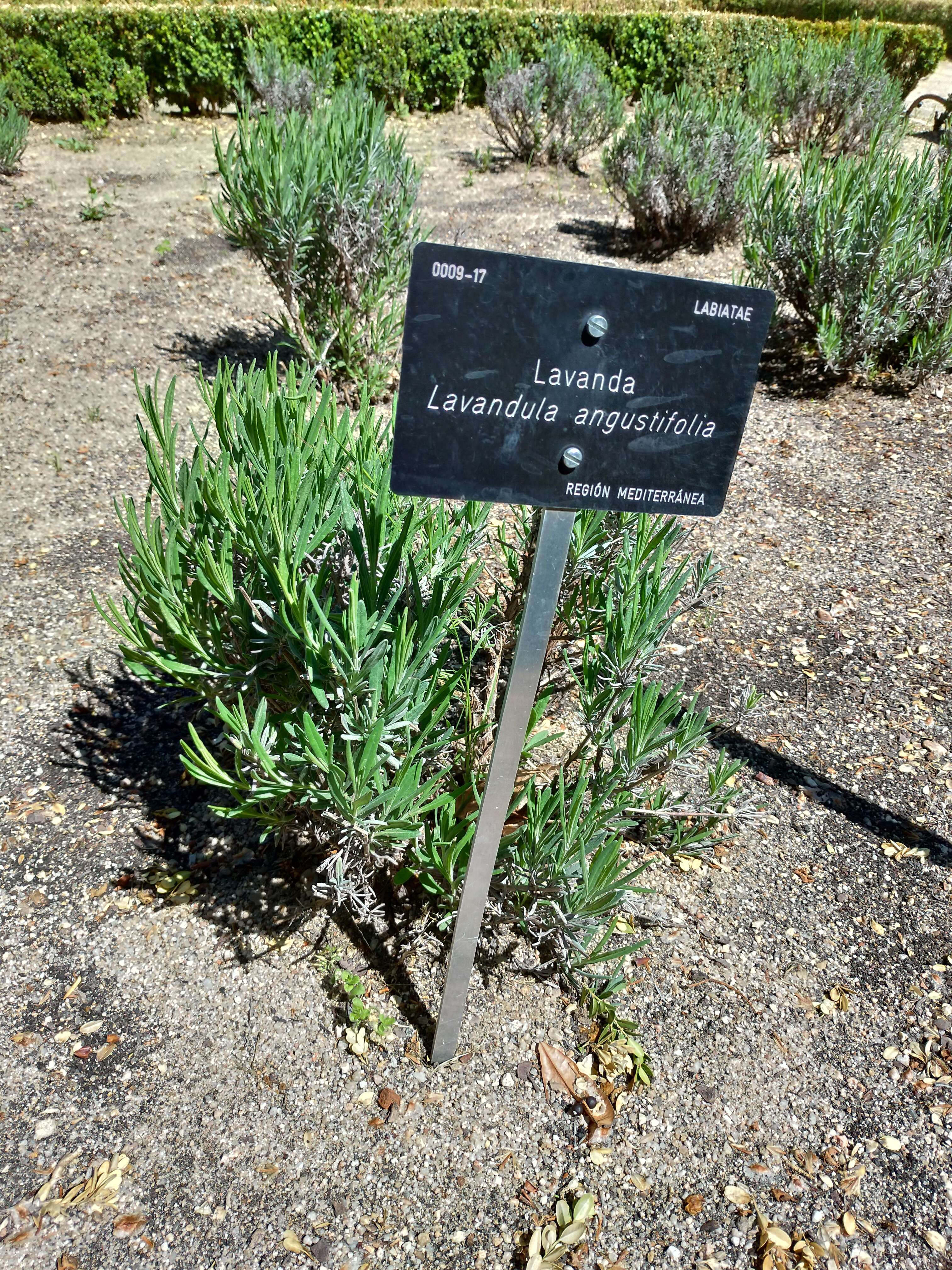 Слика од Lavandula angustifolia Mill.