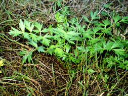 Image of prostrate marshwort