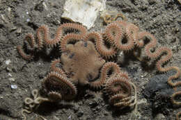 Image of brittlestar