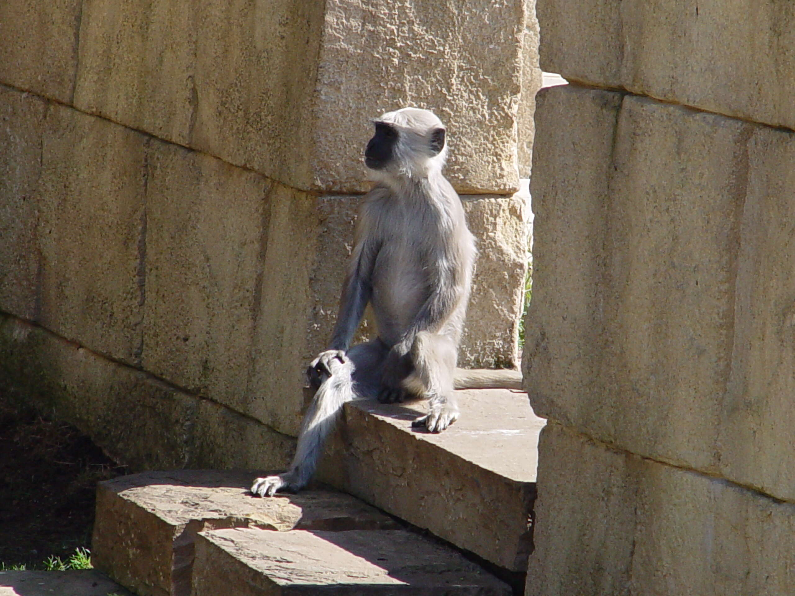 صورة Semnopithecus priam Blyth 1844