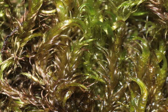 Image of floating hook-moss