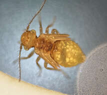 Psocidae resmi