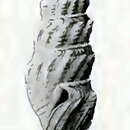 Image of Vexitomina coriorudis (Hedley 1922)