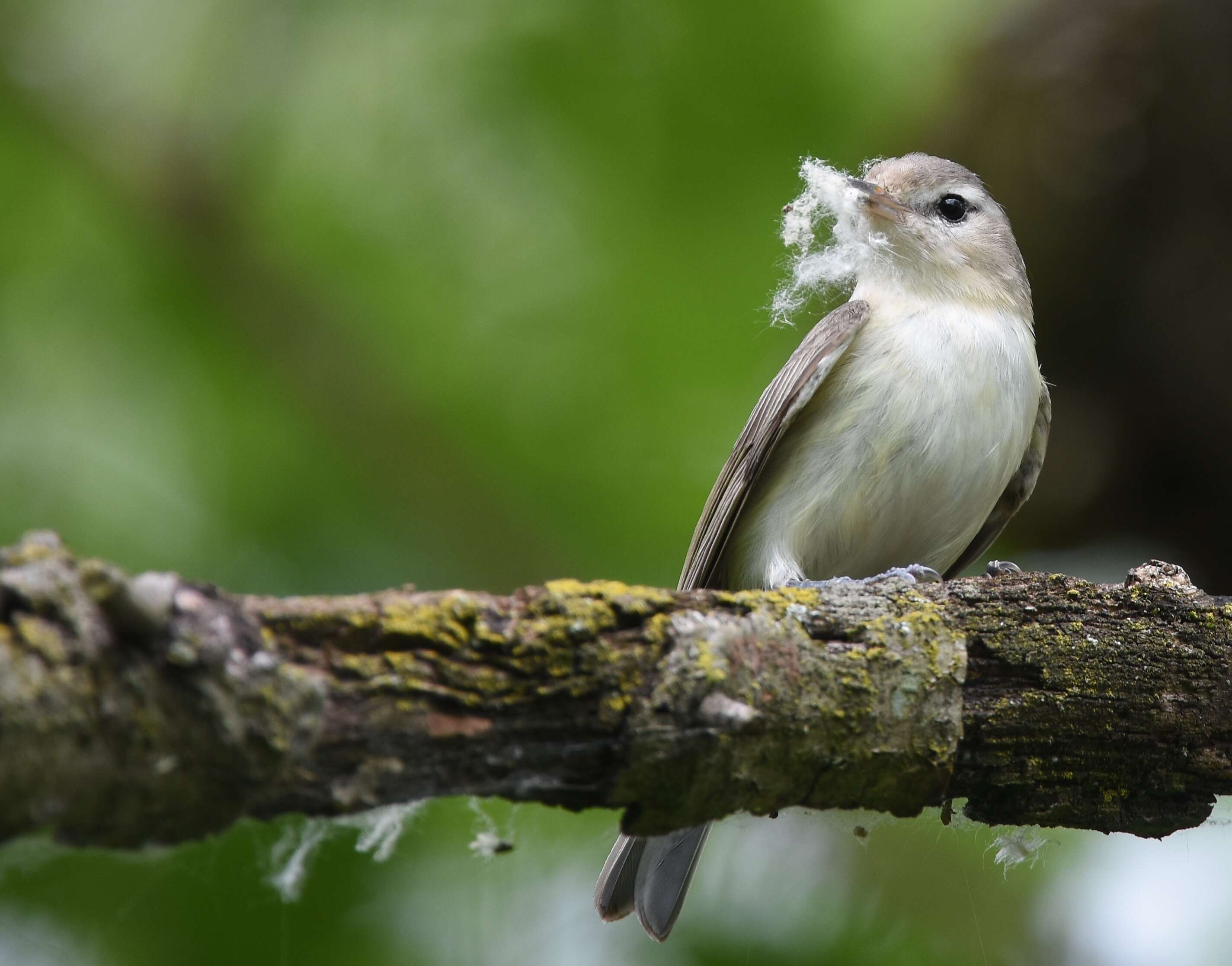 Vireo gilvus (Vieillot 1808) resmi