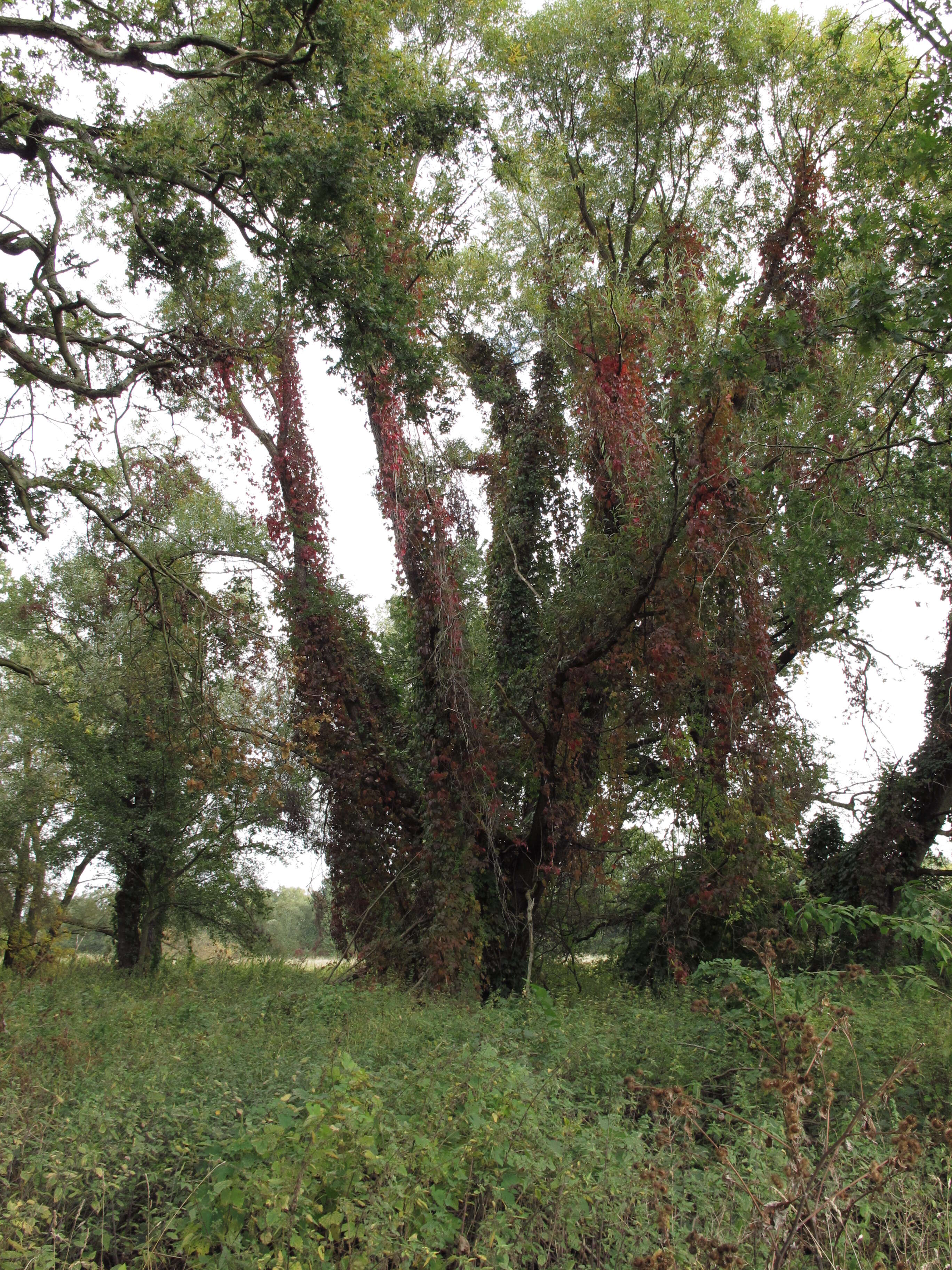 Image de vigne vierge commune