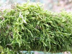 Image of tortula moss