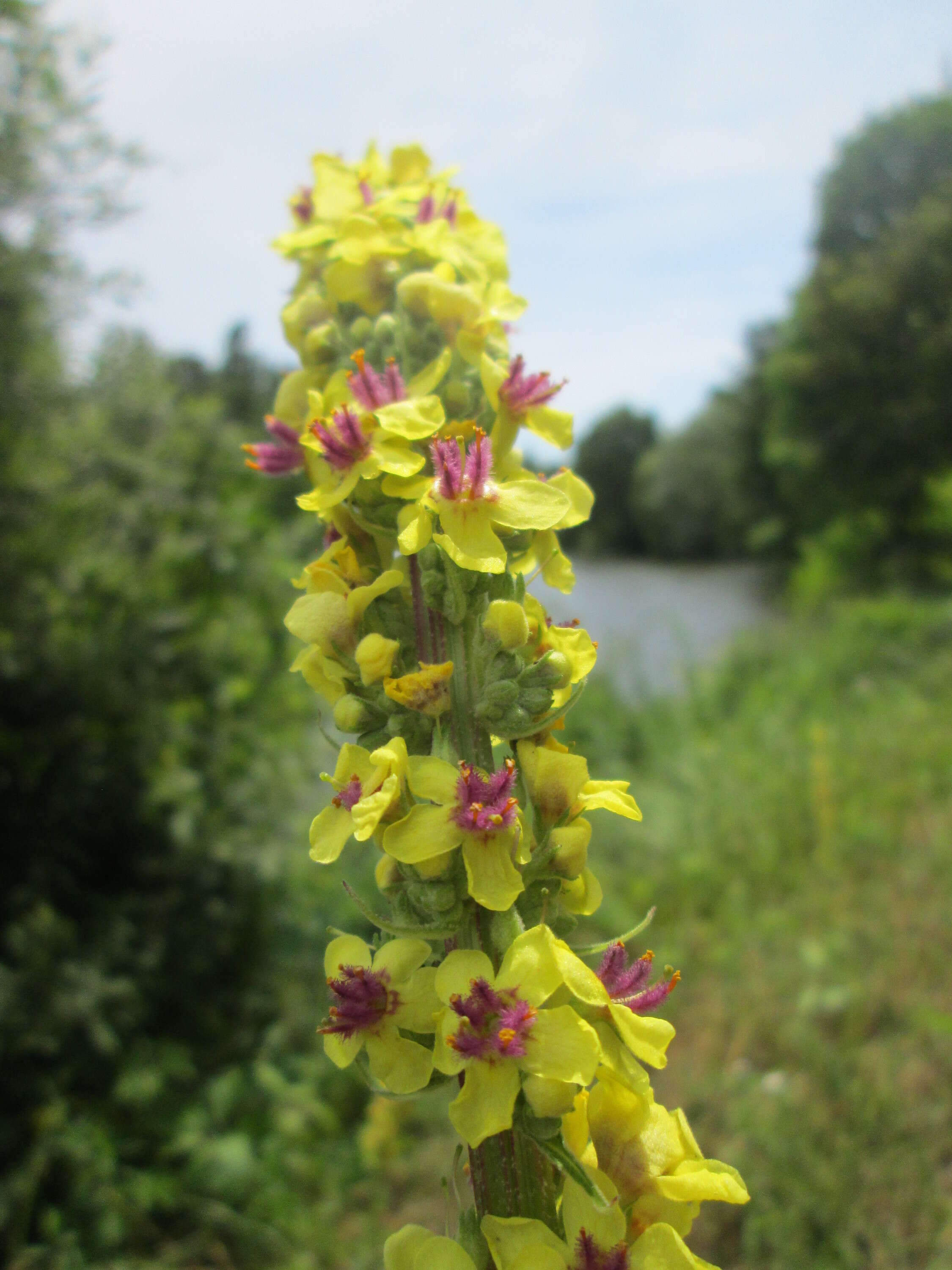 Verbascum nigrum L. resmi