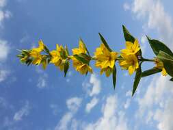 Image of Dotted Loosestrife