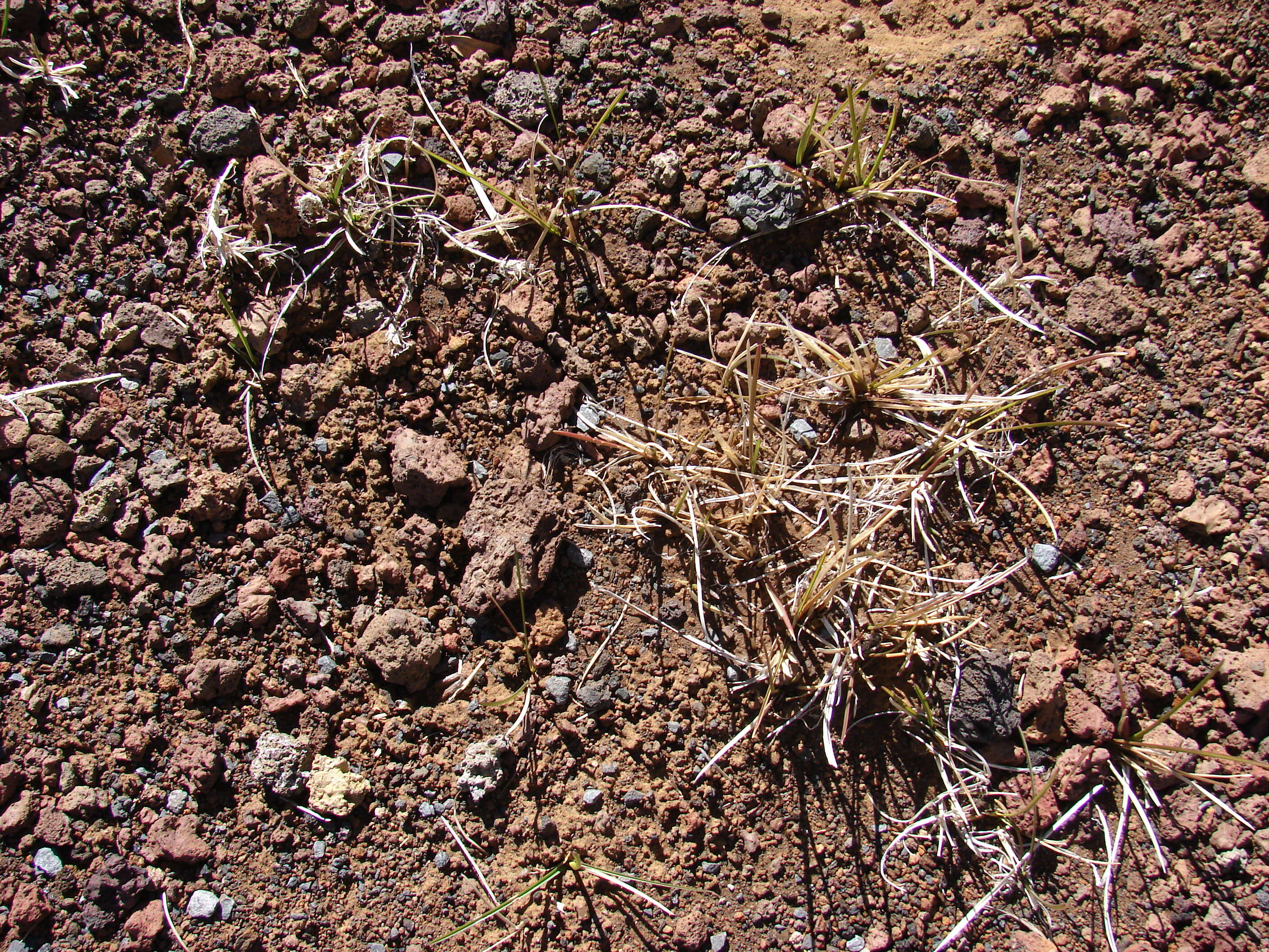 Image of Smooth Meadow-grass