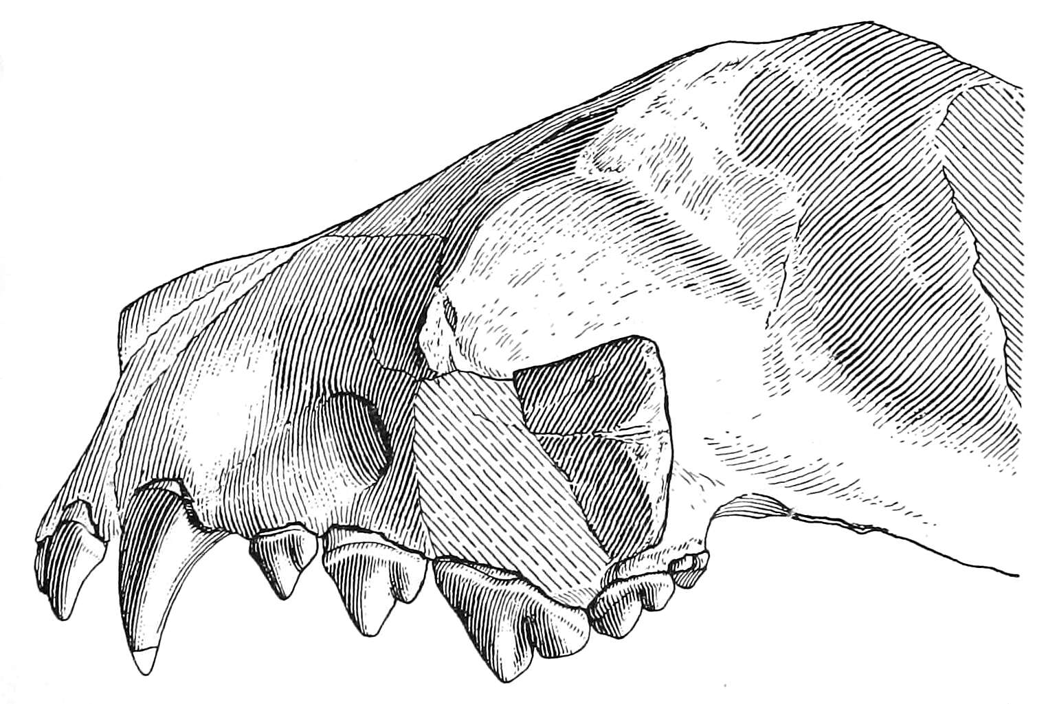 Image of Hesperocyoninae