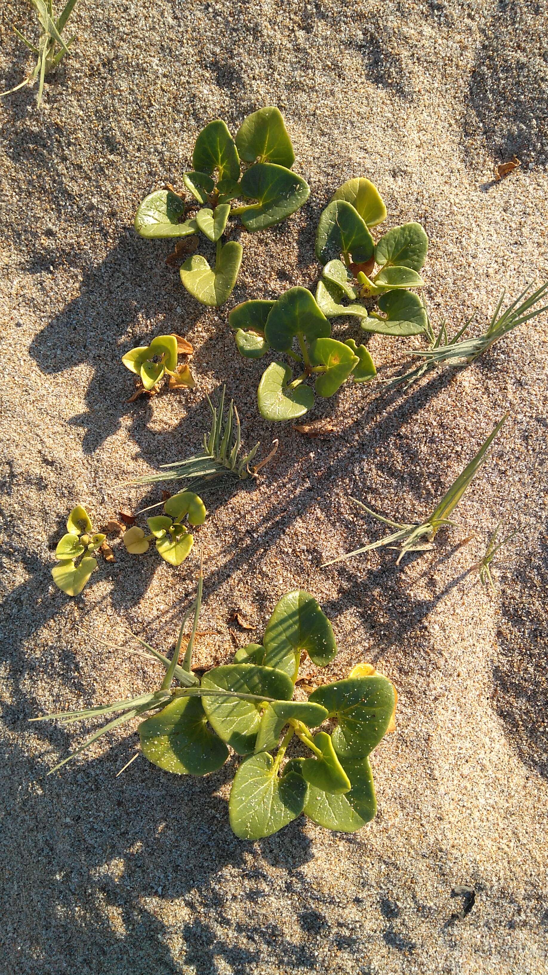 Plancia ëd Calystegia soldanella (L.) R. Br.