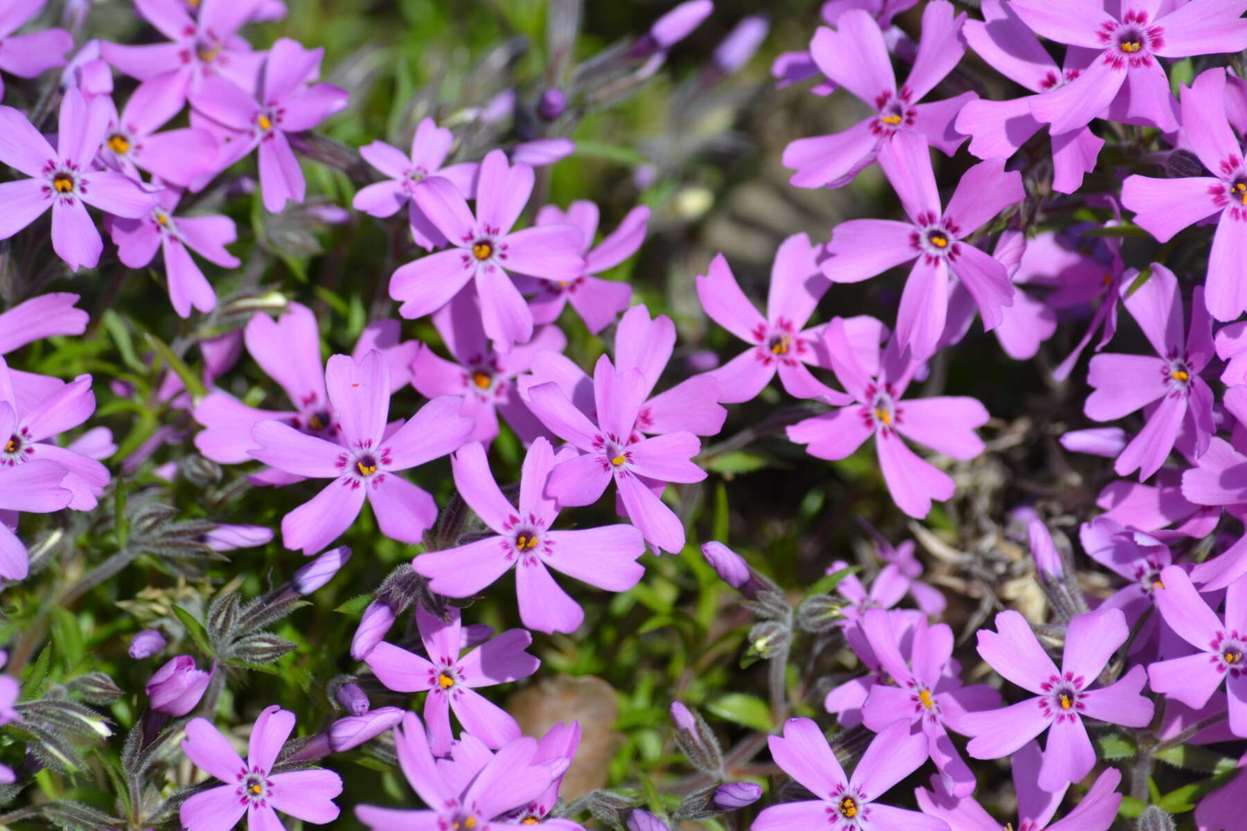 Image of moss phlox