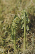 Image of common moonwort