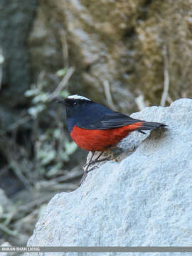 Image of White-capped Redstart