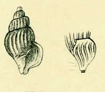 Stilla flexicostata (Suter 1899)的圖片