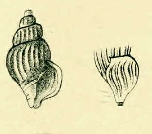 Image of Stilla flexicostata (Suter 1899)