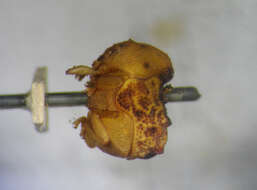 Image of Cloaked Warty Leaf Beetles