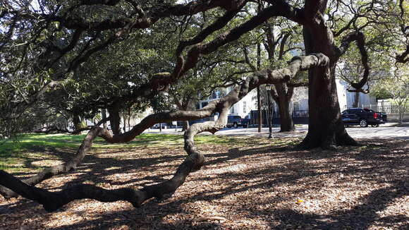 Image of Southern Live Oak