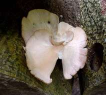 Image of Pleurotus djamor (Rumph. ex Fr.) Boedijn 1959