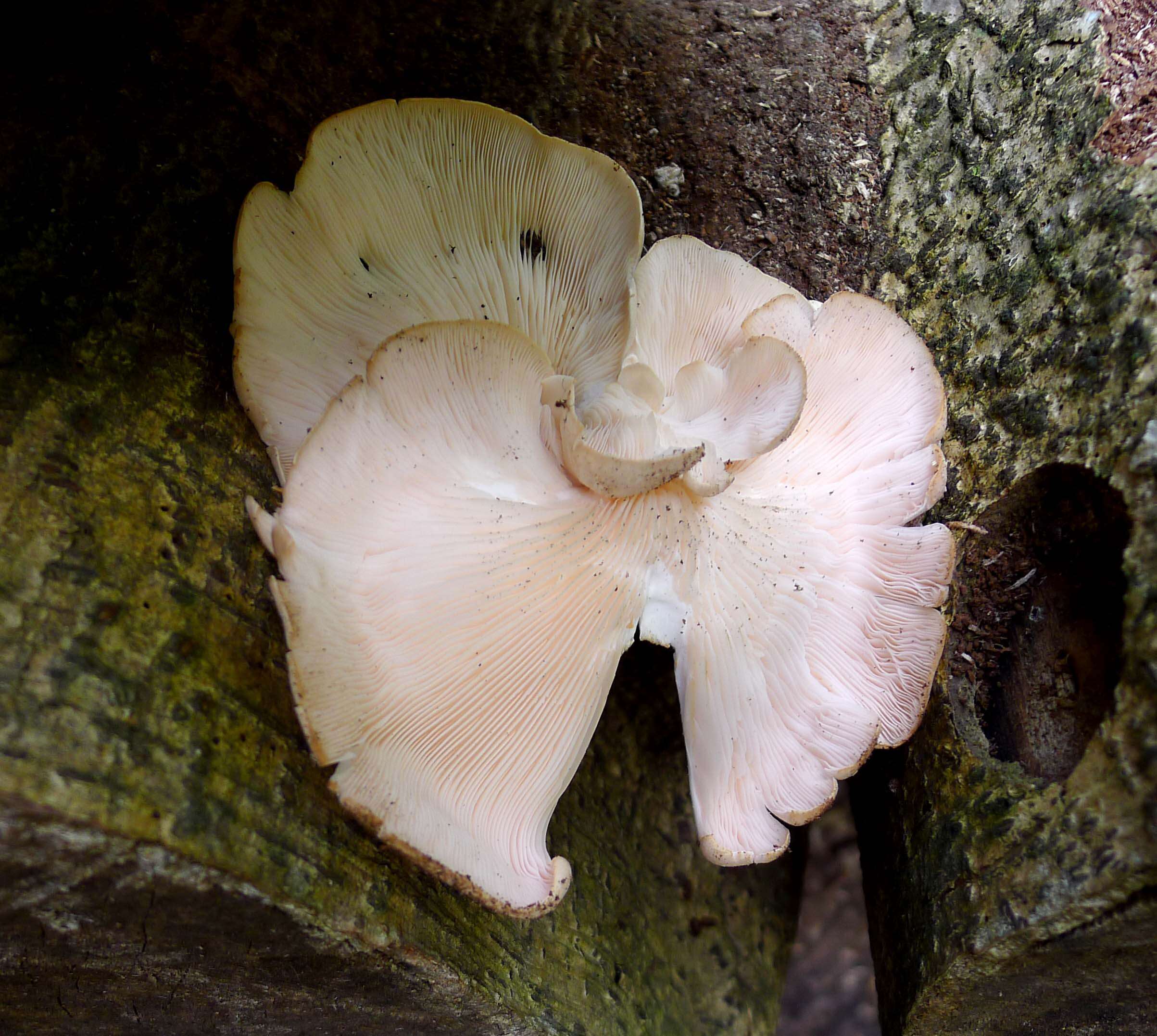 Image of Pleurotus djamor (Rumph. ex Fr.) Boedijn 1959