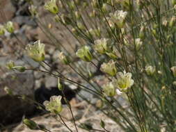 Image of Mojave Sandwort