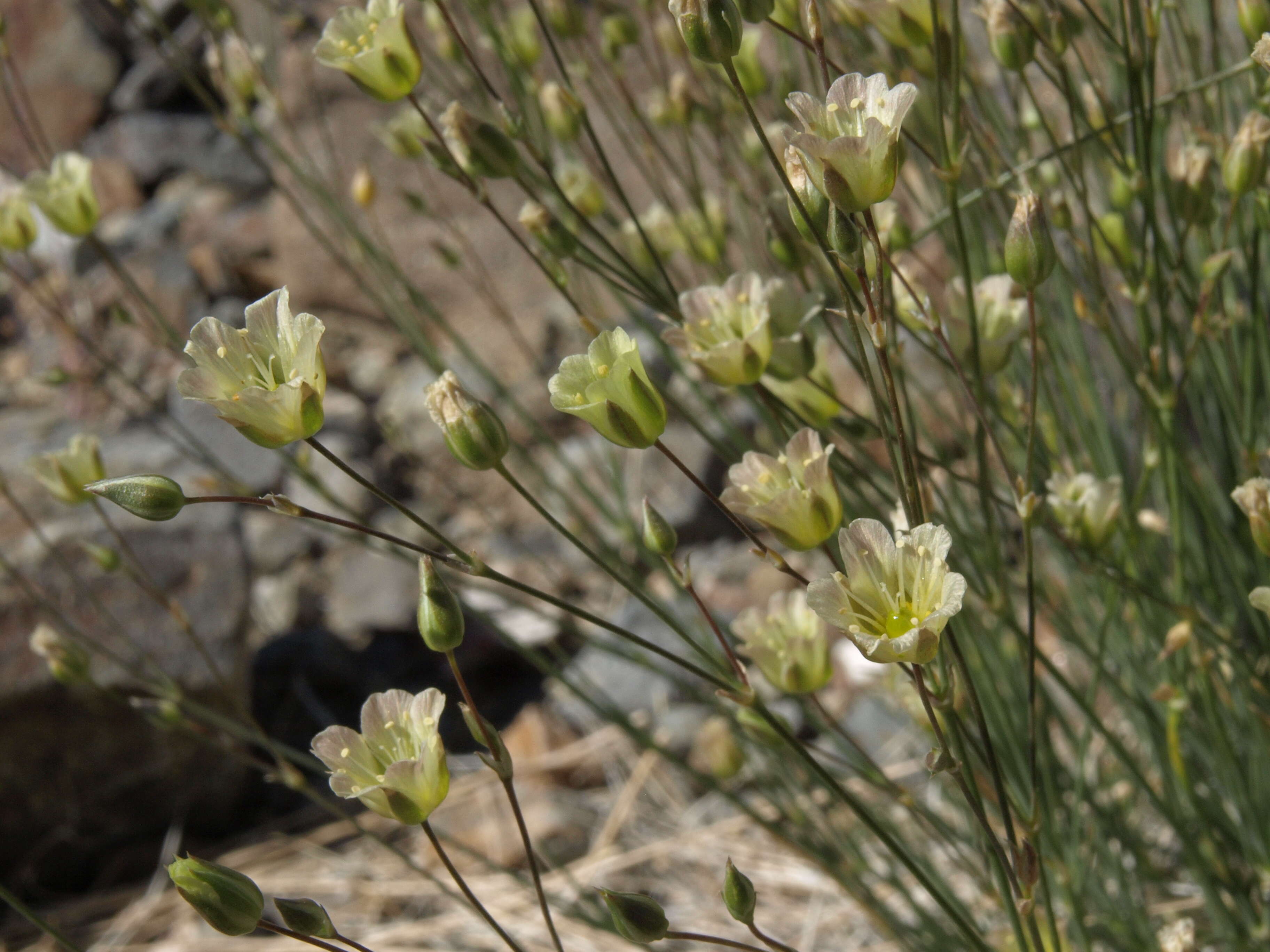 Image of Mojave Sandwort