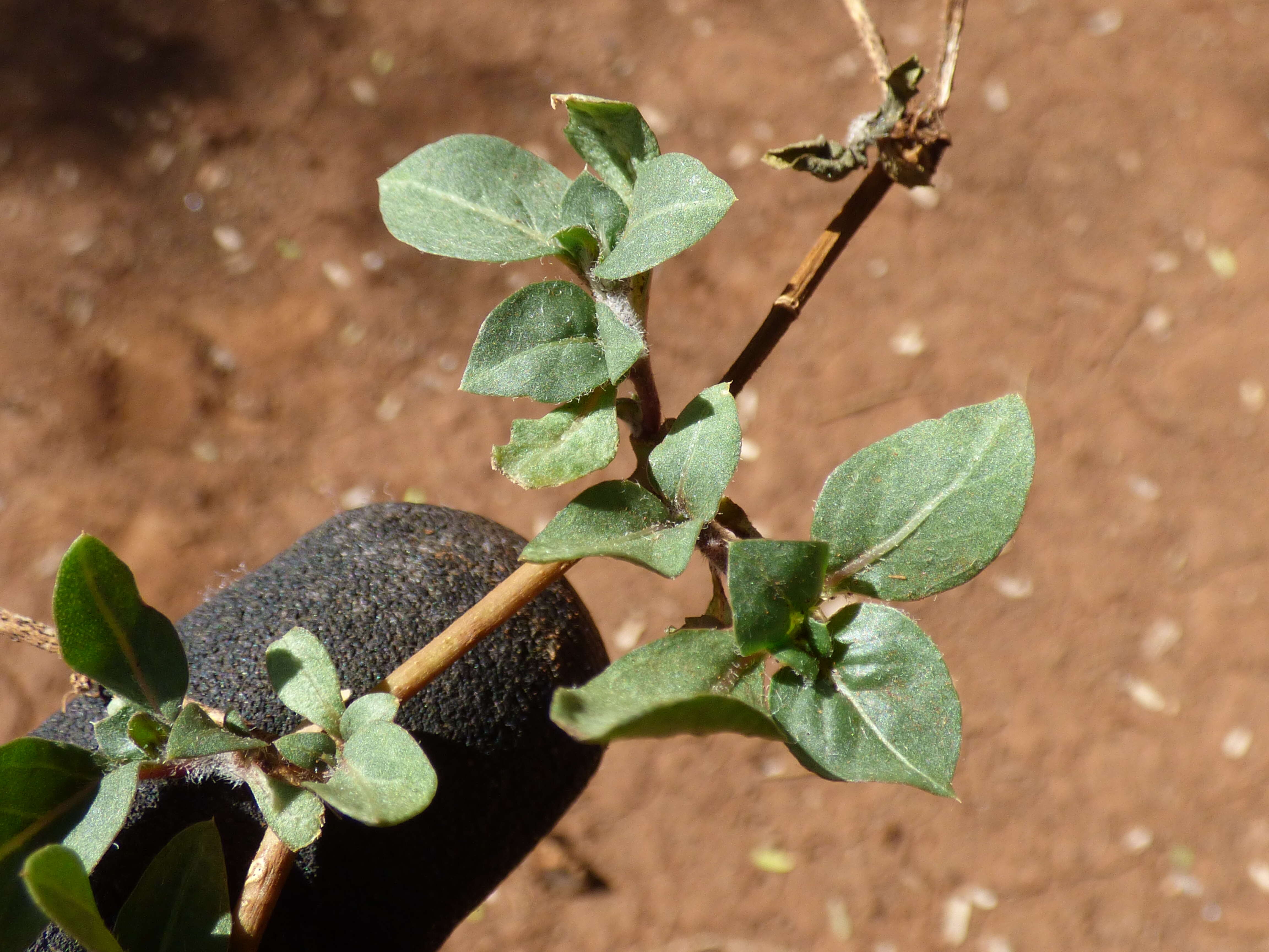 Слика од Alternanthera caracasana Kunth