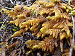 Image of rhytidium moss