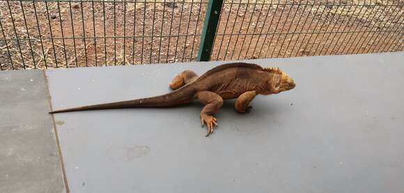 Image of Galapagos Land Iguana