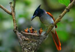 Image of Asian Paradise-Flycatcher