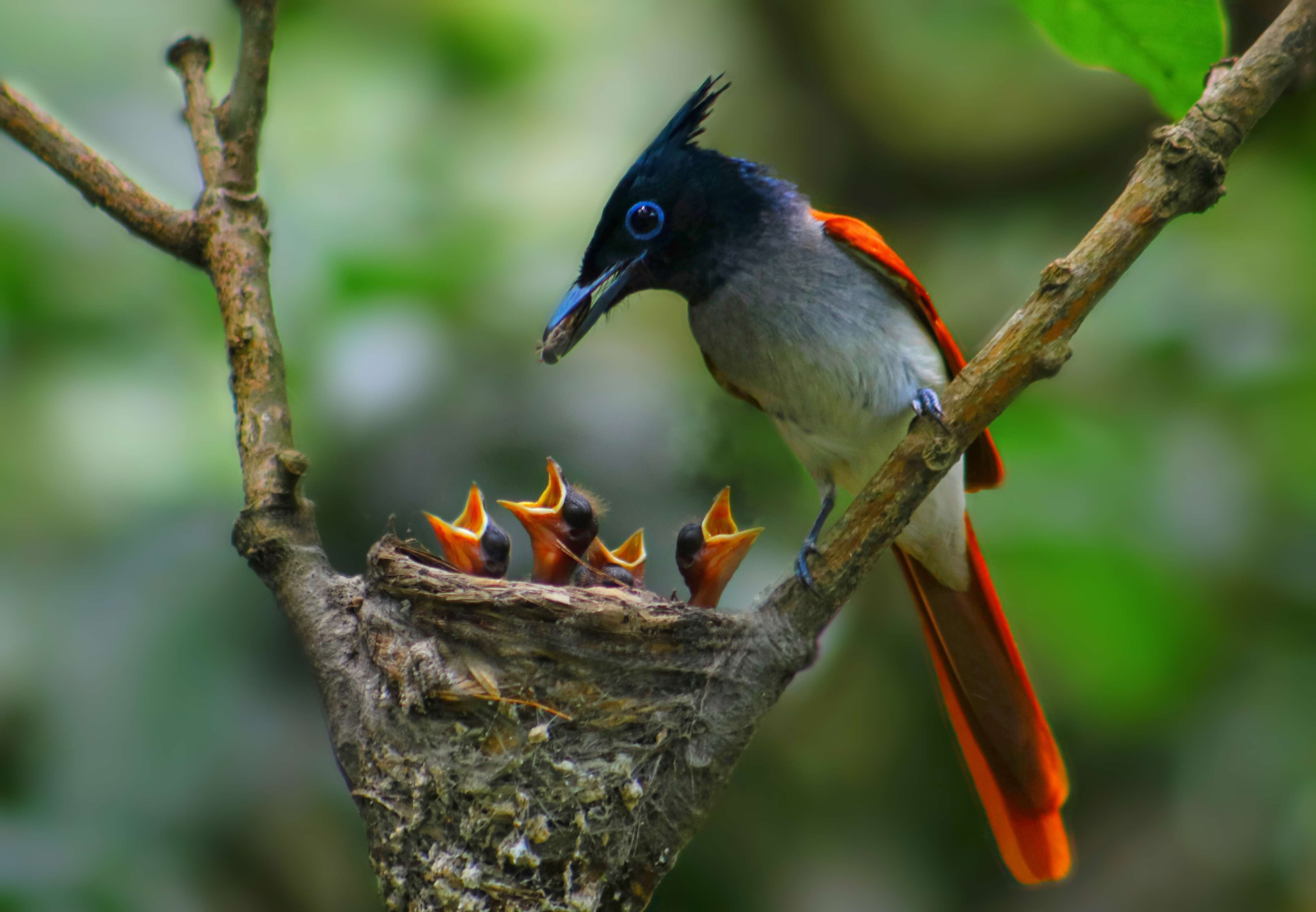 Image of Asian Paradise-Flycatcher