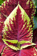 Image of common coleus