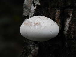 Image of birch polypore