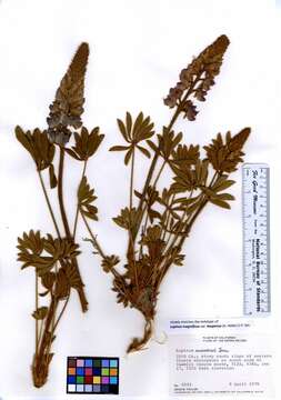 Image of Panamint Mountain lupine