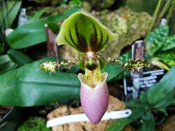 Sivun Paphiopedilum glaucophyllum J. J. Sm. kuva