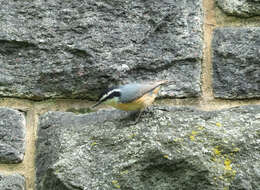 Image of Red-breasted Nuthatch