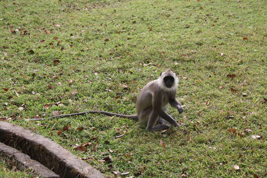 Image of Coromandel Sacred Langur