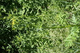 Image of wild parsnip