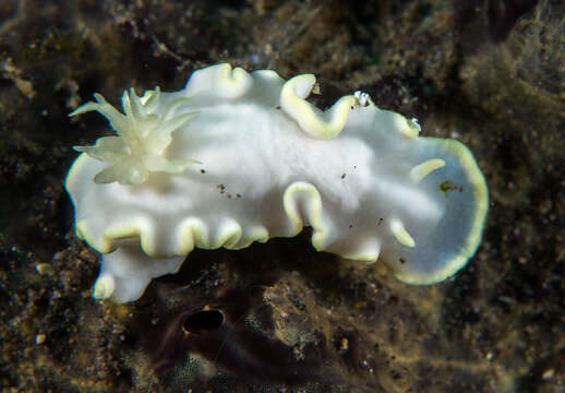 Image of Glossodoris buko Matsuda & Gosliner 2018