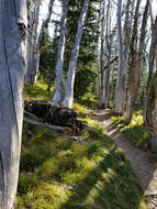 Image of whitebark pine