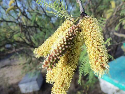 Image of Prosopis flexuosa DC.