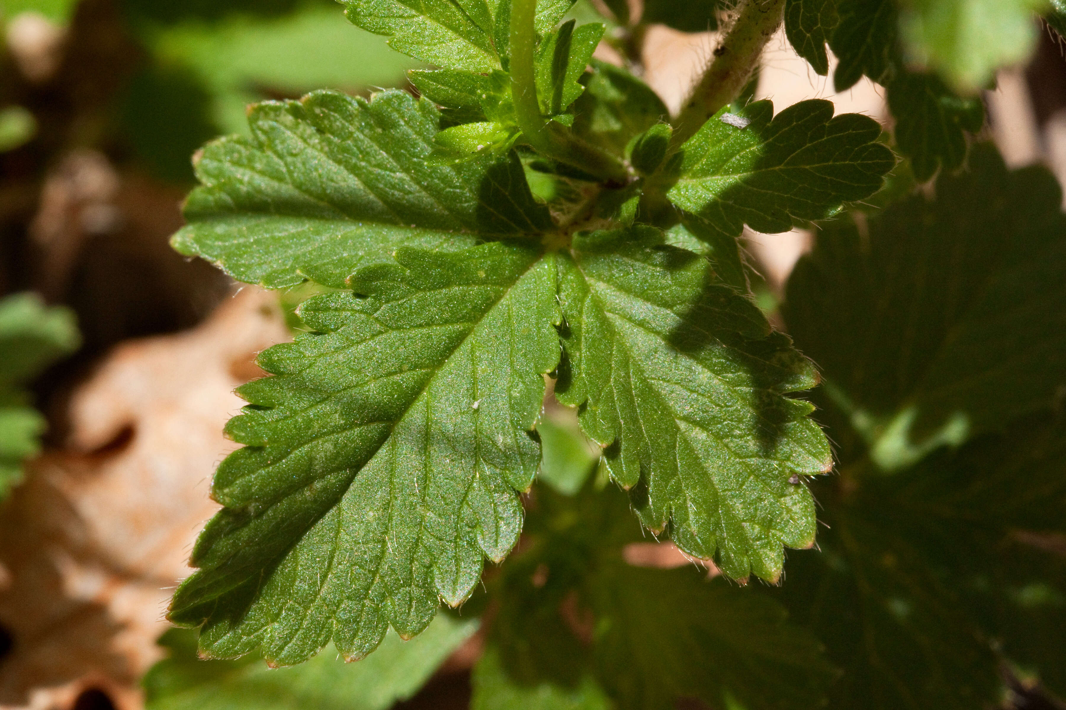 Image of silverweed