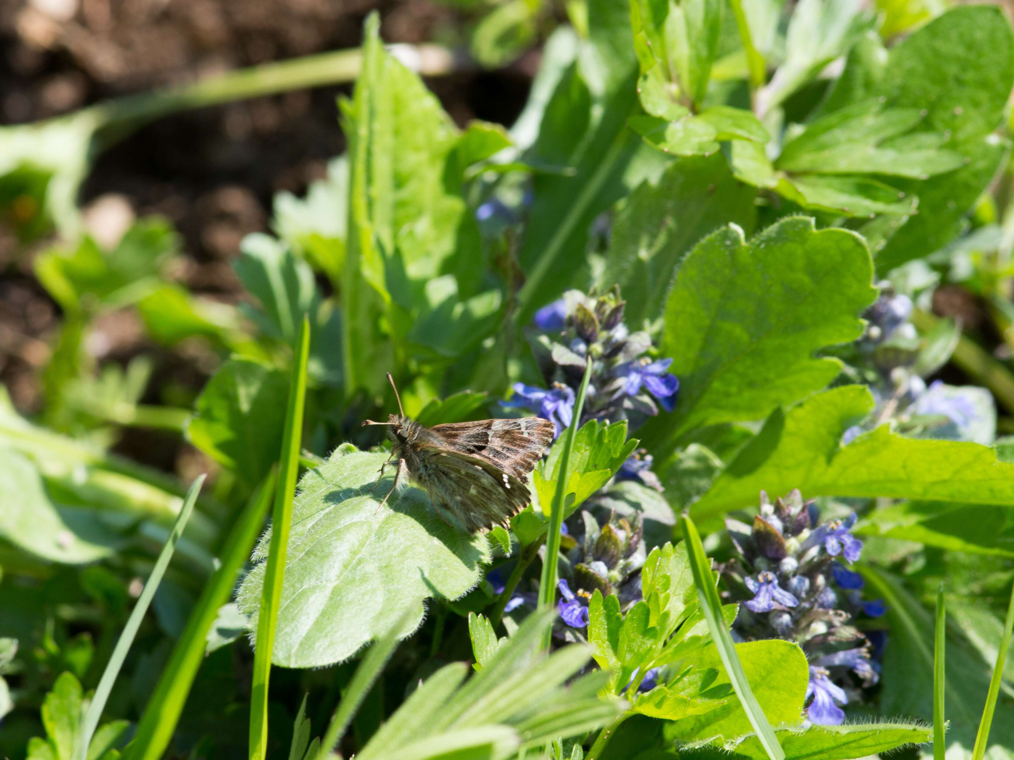 Image of Mallow Skipper